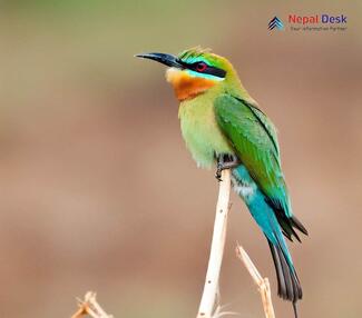 Blue-tailed Bee-eater_Merops philippinus