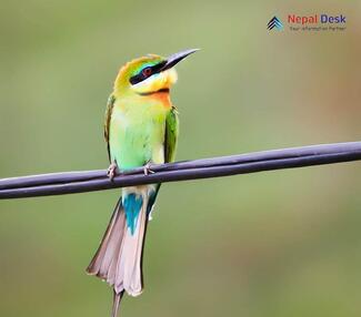 Blue-tailed Bee-eater_Merops philippinus