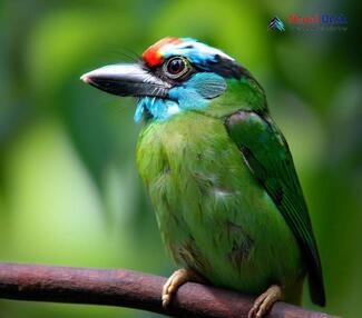 Blue-throated Barbet_Psilopogon asiaticus