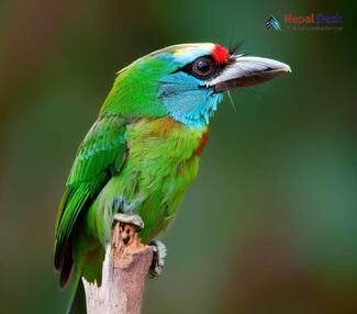 Blue-throated Barbet_Psilopogon asiaticus