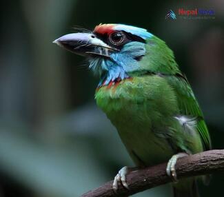 Blue-throated Barbet_Psilopogon asiaticus