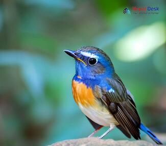 Blue-throated Flycatcher_Cyornis rubeculoides