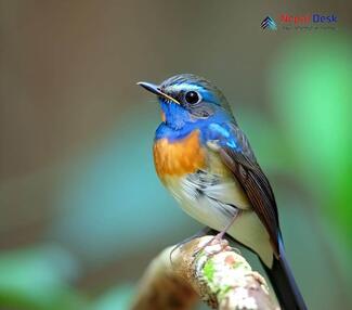 Blue-throated Flycatcher_Cyornis rubeculoides