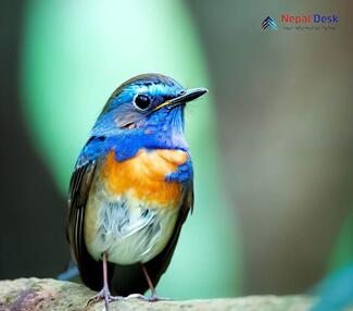 Blue-throated Flycatcher_Cyornis rubeculoides