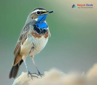 Bluethroat_Luscinia svecica