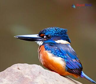Blyth's Kingfisher_Alcedo hercules