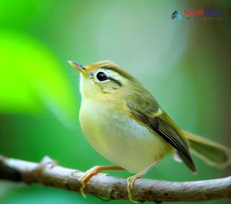 Blyth's Leaf Warbler Phylloscopus reguloides