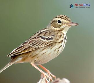 Blyth's Pipit_Anthus godlewskii