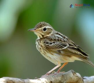 Blyth's Pipit_Anthus godlewskii