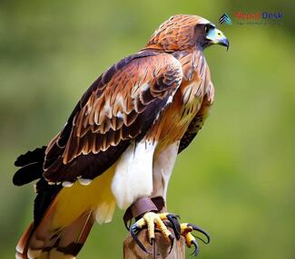 Booted eagle_hieraaetus pennatus