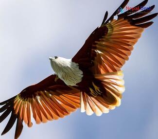 Brahminy Kite_Haliastur indus