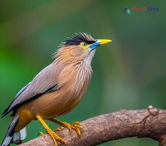 Brahminy Myna_Sturnia pagodarum