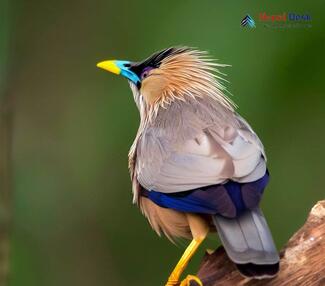 Brahminy Myna_Sturnia pagodarum