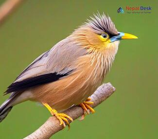 Brahminy Myna_Sturnia pagodarum