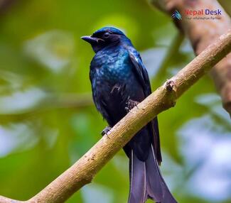 Bronzed Drongo_Dicrurus aeneus