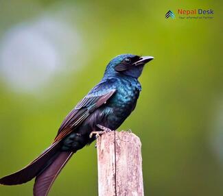 Bronzed Drongo_Dicrurus aeneus