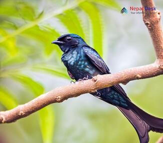 Bronzed Drongo_Dicrurus aeneus