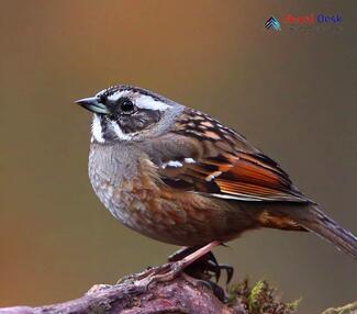 Brown Accentor_Prunella fulvescens