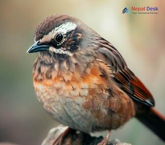 Brown Accentor_Prunella fulvescens