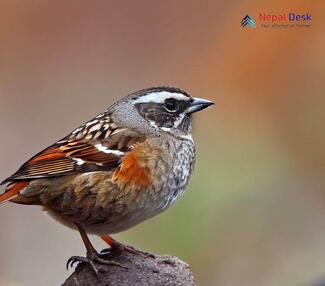 Brown Accentor_Prunella fulvescens