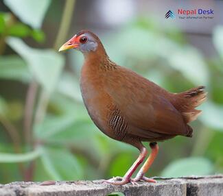 Brown Crake_Zapornia akool