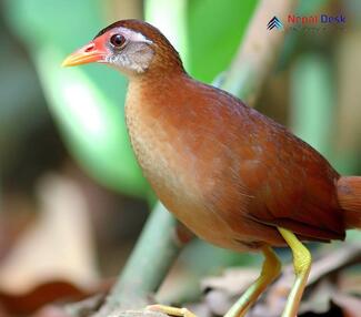 Brown Crake_Zapornia akool