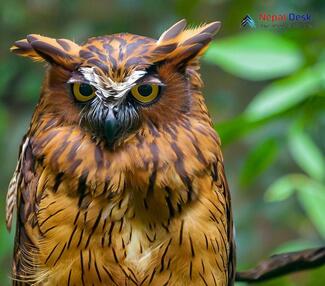 Brown Fish Owl_Ketupa zeylonensis