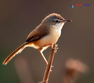 Brown Prinia_Prinia polychroa