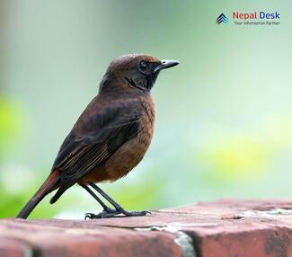 Brown Rock Chat_Oenanthe fusca