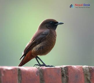 Brown Rock Chat_Oenanthe fusca