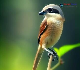 Brown Shrike_Lanius cristatus