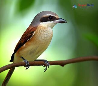 Brown Shrike_Lanius cristatus