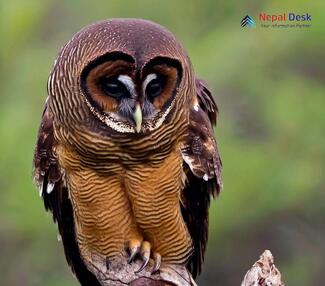 Brown Wood-Owl_Strix leptogrammica