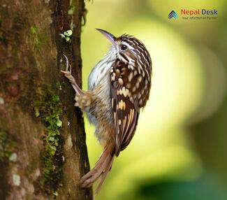 Brown-Throated Treecreeper_Certhia discolor