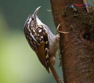 Brown-Throated Treecreeper_Certhia discolor