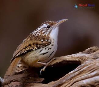 Brown-Throated Treecreeper_Certhia discolor