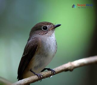 Brown-breasted Flycatcher_Muscicapa muttui