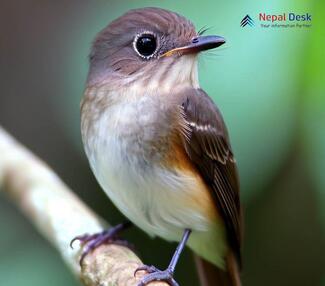 Brown-breasted Flycatcher_Muscicapa muttui