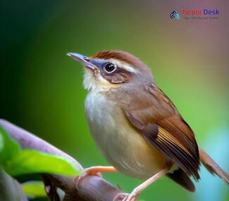 Brown-flanked Bush Warbler_Horornis fortipes