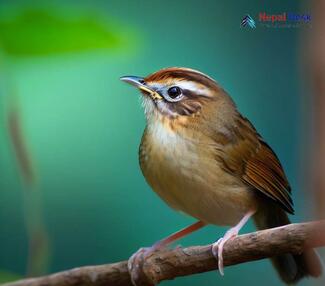 Brown-flanked Bush Warbler_Horornis fortipes