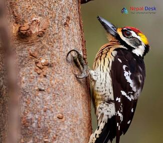 Brown-fronted Woodpecker_Dendrocopos auriceps