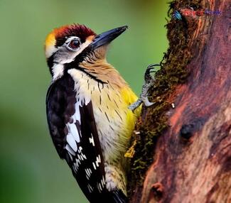 Brown-fronted Woodpecker_Dendrocopos auriceps