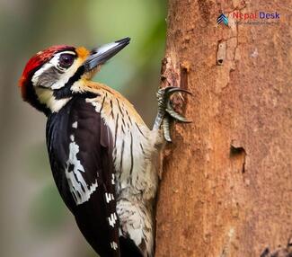 Brown-fronted Woodpecker_Dendrocopos auriceps