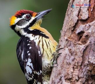 Brown-fronted Woodpecker_Dendrocopos auriceps