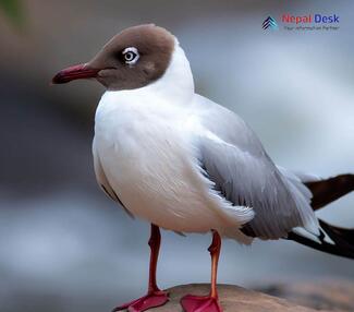 Brown-headed Gull_Chroicocephalus brunnicephalus