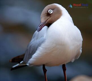 Brown-headed Gull_Chroicocephalus brunnicephalus