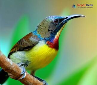 Brown-throated Sunbird_Anthreptes malacensis