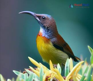 Brown-throated Sunbird_Anthreptes malacensis