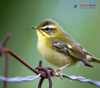 Buff-throated Warbler_Phylloscopus subaffinis