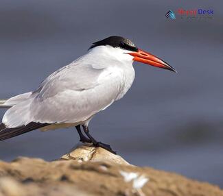 Caspian Tern_Hydroprogne caspia